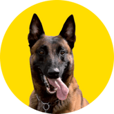 Hund - Wach- und Sicherheitsdienst Rudolf Nock